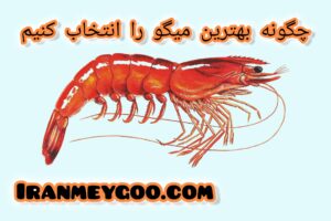 چگونه بهترین نوع میگو را انتخاب کنیم؟