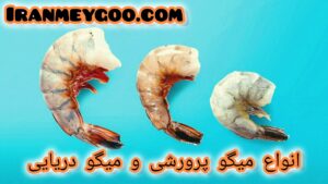 انواع میگو پرورشی و دریایی