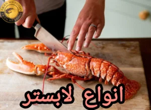 انواع لابستر